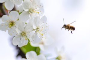 alérgicos a insectos y polen