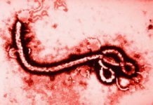 El tratamiento del Ébola contra el virus