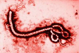 tratamiento del ebola