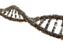 ¿Qué determina el sexo del bebé?