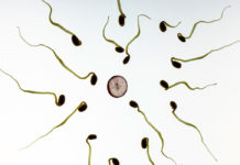 La temperatura basal y la fertilidad