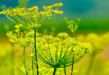 Infusiones para la anemia