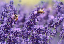 Efectos relajantes de la lavanda
