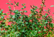 Tratar la bronquitis con tomillo