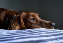 ¿Cómo cuidar a los perros durante la cuarentena por coronavirus?