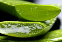 El aloe vera como aliado para calmar las quemaduras del sol El aloe vera como aliado para calmar las quemaduras del sol